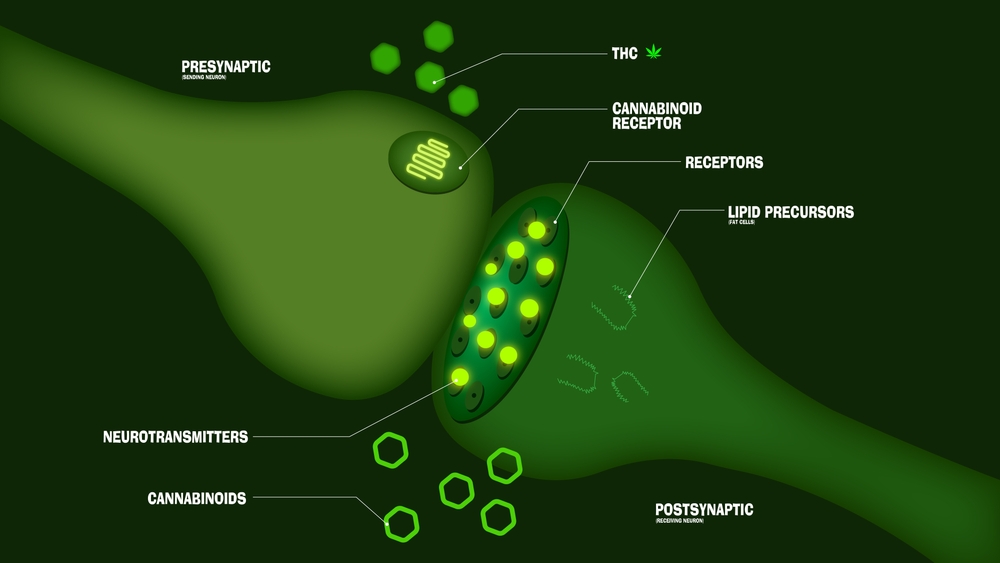 CBD auf der Endocannabinoid-Systemgrafik in 3D-Glüheffekt, dargestellt sind die prä- und postsynaptische Wirkung. Die Anbindung von THC and den Cannabinoid-Rezeptor wird dargestellt.