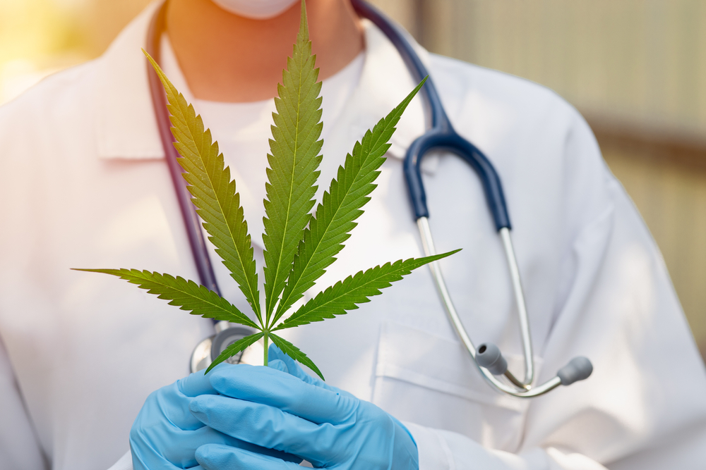 Ärztin, die Sativa Cannabis Pflanzenblatt hält, um THC für das medizinische Konzept zu verwenden.