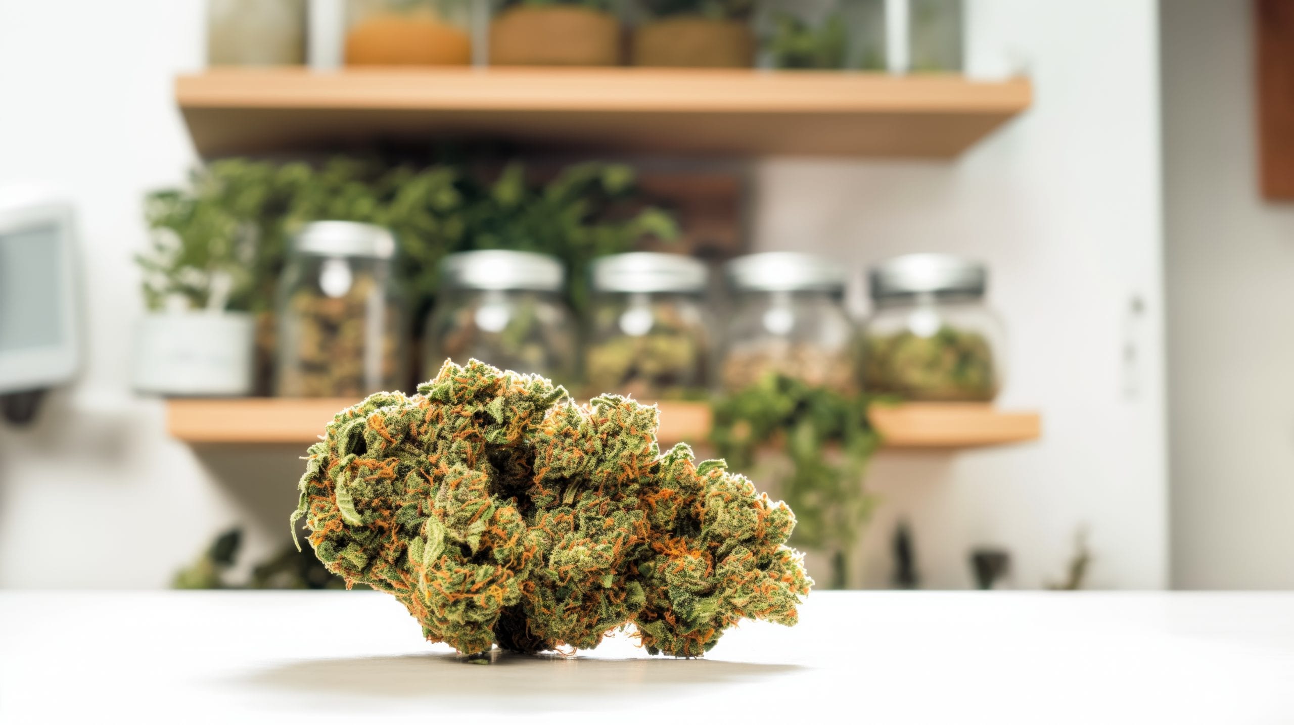 Eine große Cannabisblüte im Vordergrund, mit einem unscharfen Hintergrund, der Cannabisbehälter in einem Regal zeigt.
